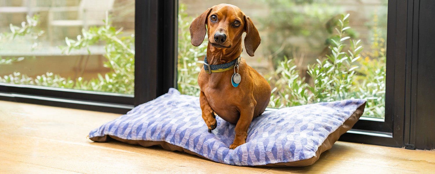 New Product Alert: Pet Beds!